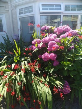 myrtle cottage vacation rooms