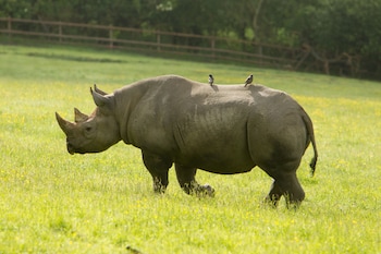 Treehouse Hotel - At Port Lympne Reserve,Lympne>>Hythe,4 star