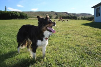 guesthouse steindorsstadir