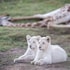 pumba private game reserve