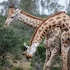 pumba private game reserve
