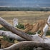 pumba private game reserve