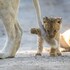 pumba private game reserve