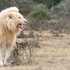 pumba private game reserve