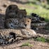 pumba private game reserve