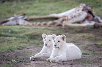 pumba private game reserve