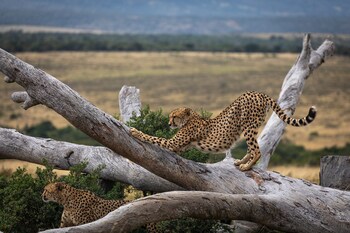 pumba private game reserve