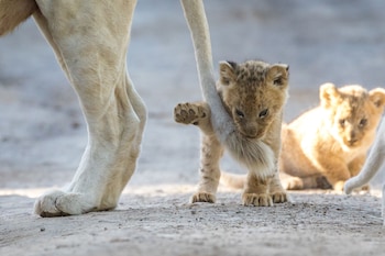 pumba private game reserve