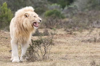 pumba private game reserve