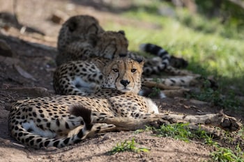 pumba private game reserve