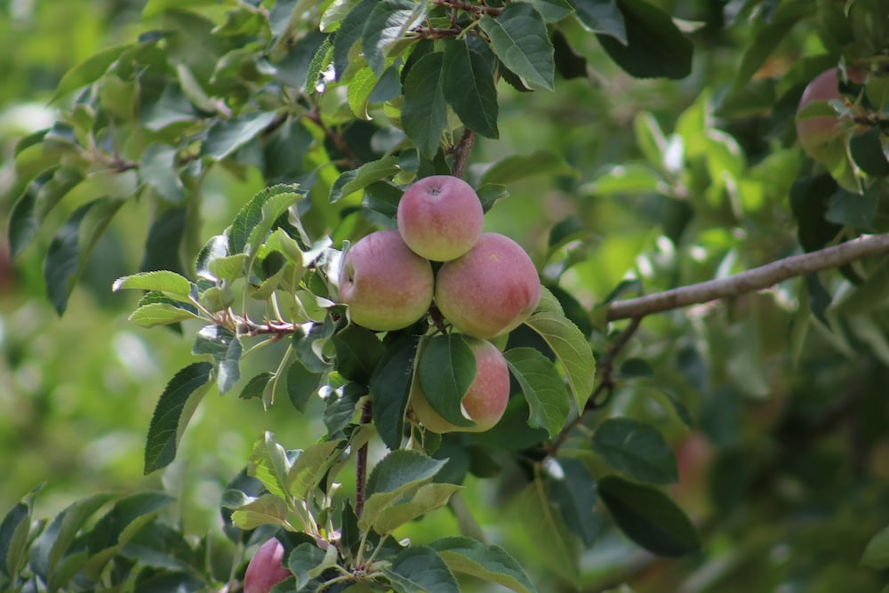 pavilions at lenswood