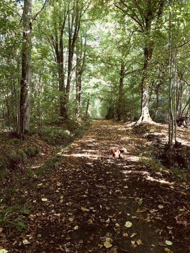 the roade house rooms