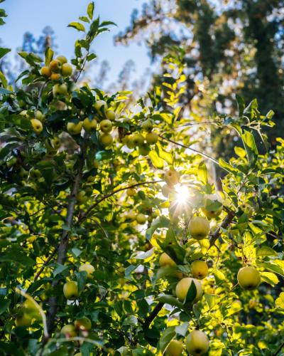 the stavrand russian river valley