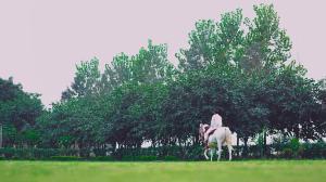 anantvan ranthambore by greetoe resorts