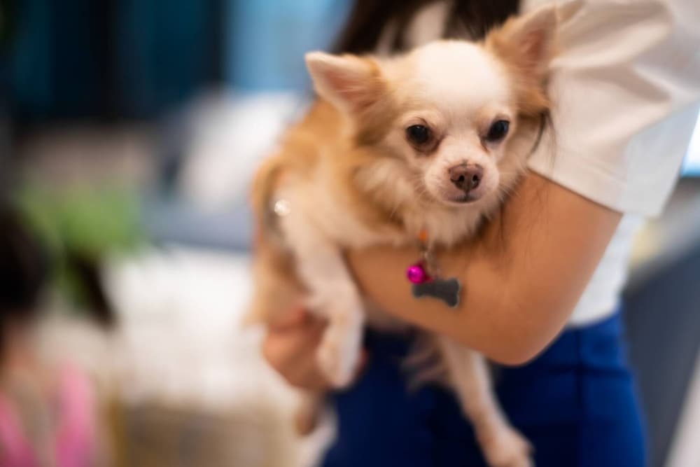 lewit hotel pattaya a member of radisson individuals