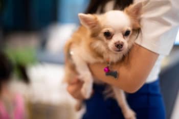 lewit hotel pattaya a member of radisson individuals