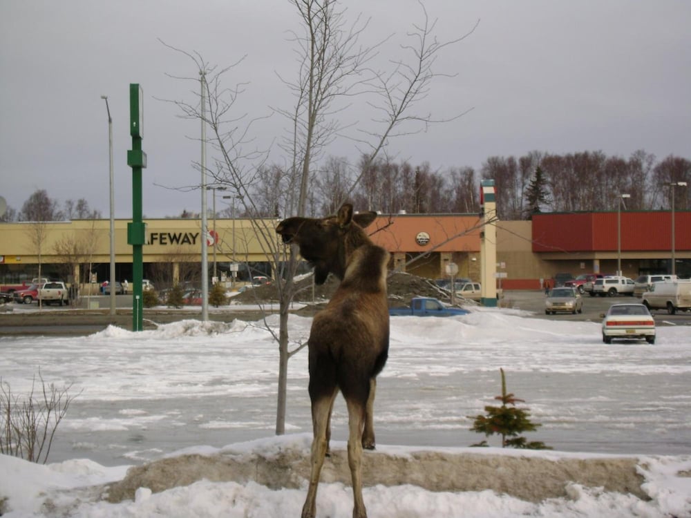 soldotna