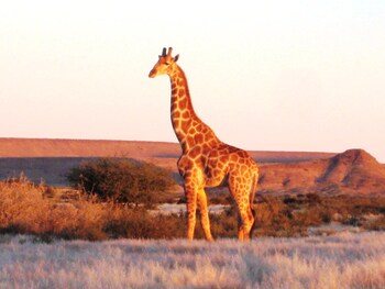 burgsdorf guest farm