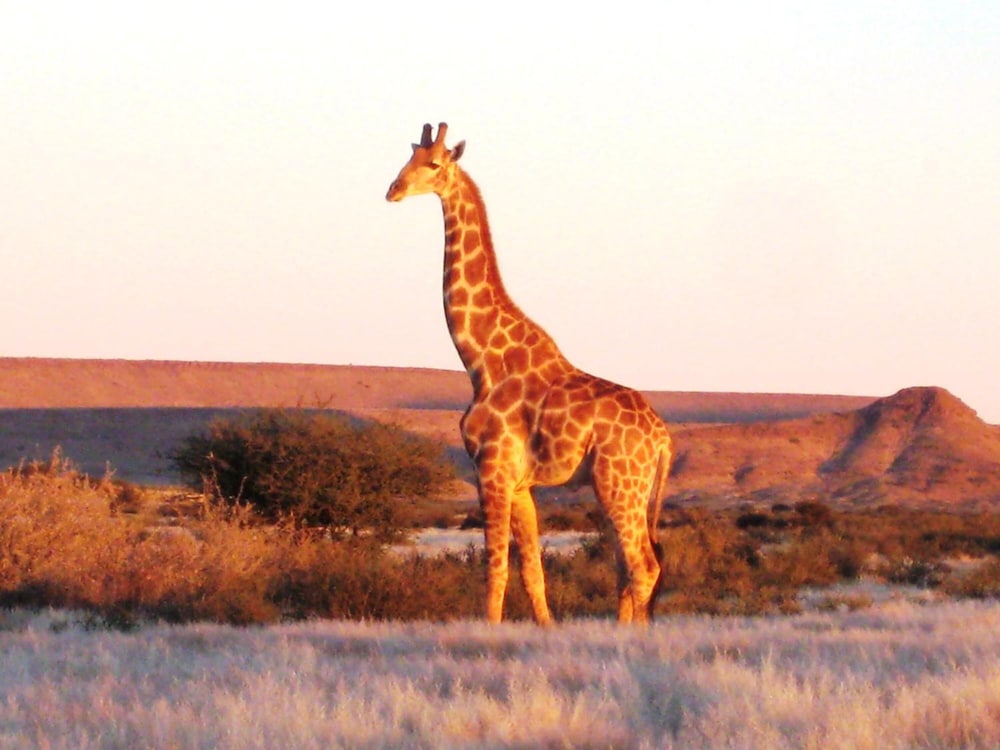 burgsdorf guest farm