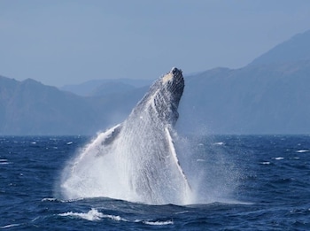 az hotel amami island