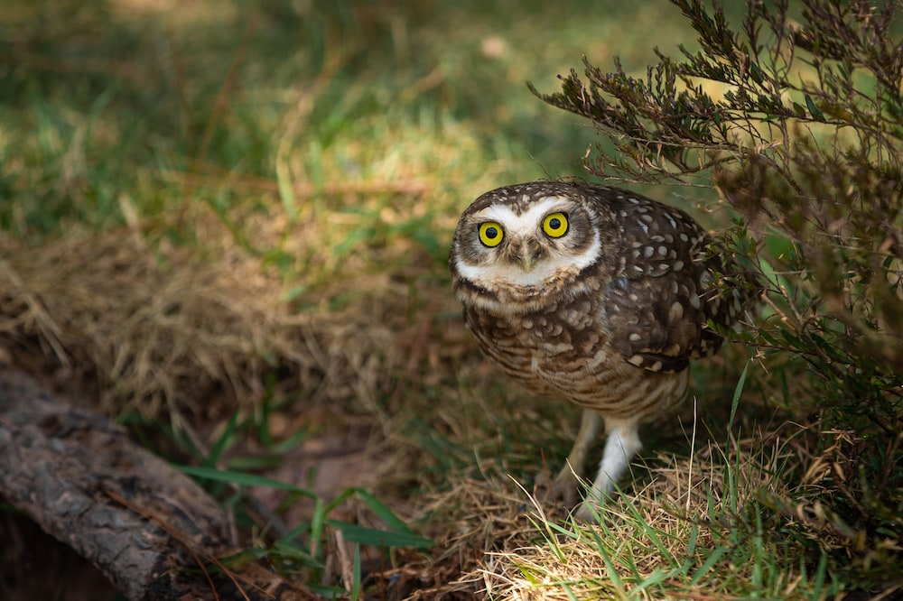 makkai resort bombinhas