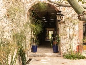 orchid house san miguel de allende