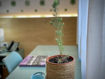 alaro natura rural suites