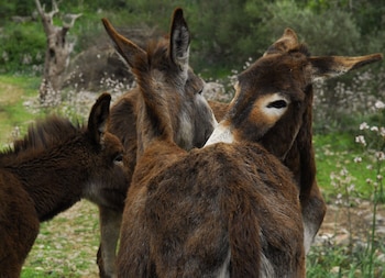 alaro natura rural suites