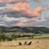 yellowstone dreamin camp