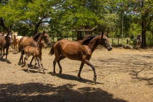 rancho humo estancia