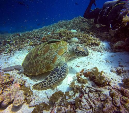 vogelkopf dive resort
