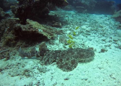 vogelkopf dive resort