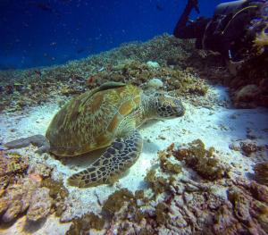 vogelkopf dive resort