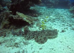 vogelkopf dive resort