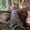 charming gnome cottage in devon near sidmouth