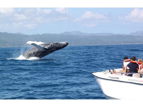 best bed and breakfast in samana