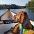 muskoka lakes