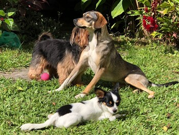 pousada lira praieira