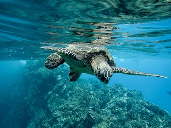 gk palm resort watamu