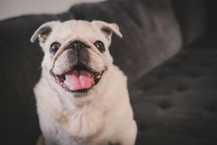 acora heidelberg living the city