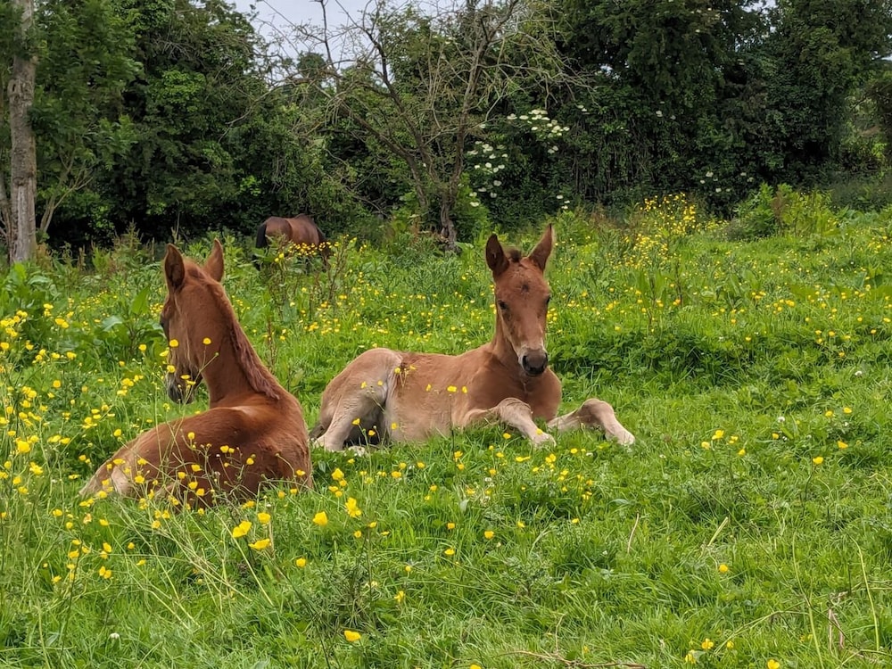 le haras dhavetot