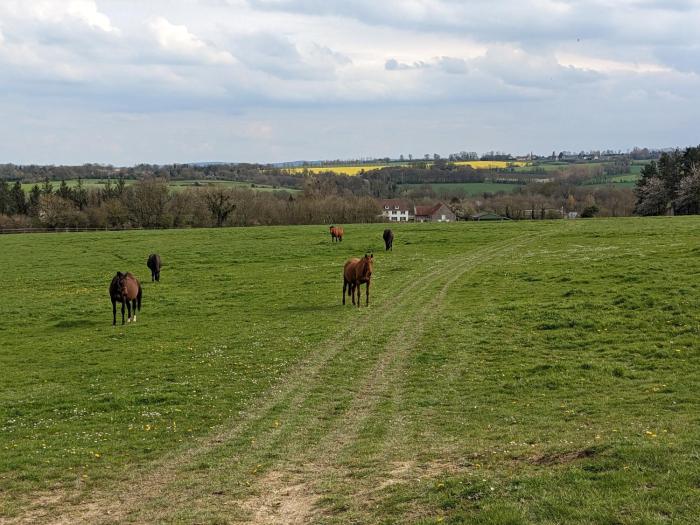 le haras dhavetot