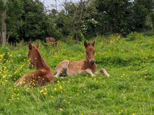 le haras dhavetot