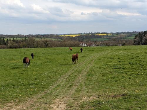 le haras dhavetot