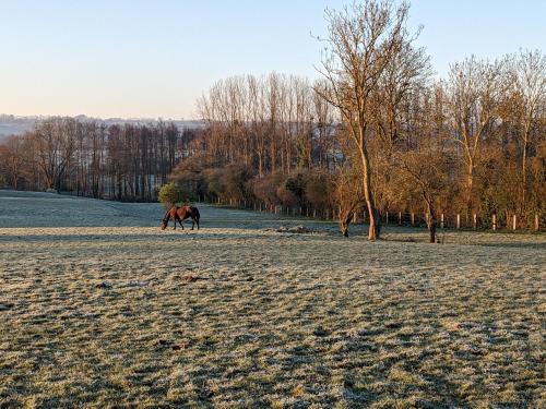 le haras dhavetot