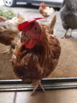 penhallow house glamping retreat