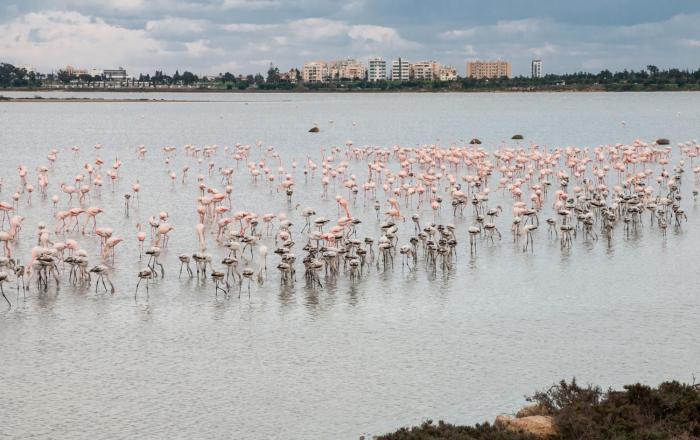 mimis sunny beach apartment