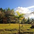 sabana grande de boya