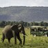 maasai mara