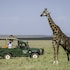 maasai mara